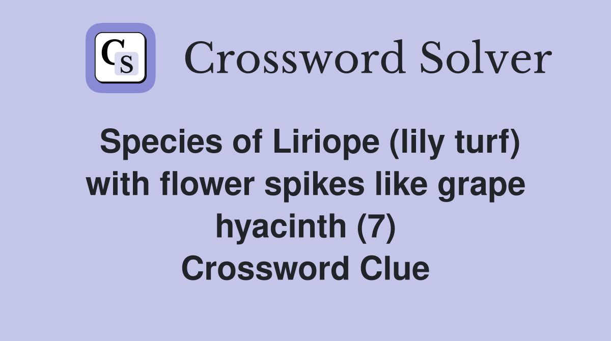 Species of Liriope (lily turf) with flower spikes like grape hyacinth